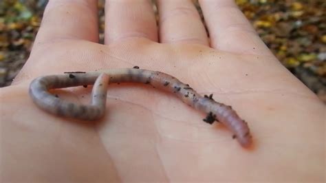 Do earthworms bite?